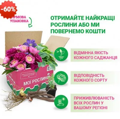 Традесканція Red Grape фото