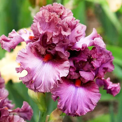 Ірис Asian Plum фото