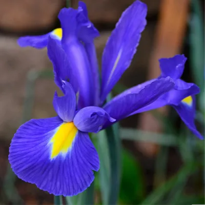 Ірис Hollandica Blue Magic фото