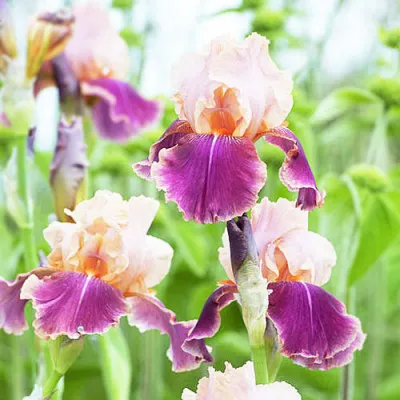 Ірис Carnaby фото