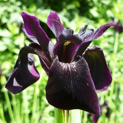 Ірис Chrysographes Black Form фото