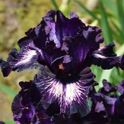 Ірис Dancing In The Dark фото