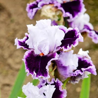Ірис Daring Deception фото