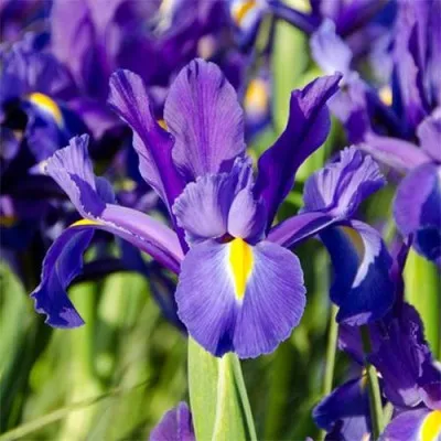 Ірис Hollandica Discovery Purple (акційний) фото