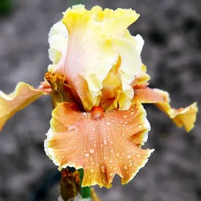 Ірис English Charm фото