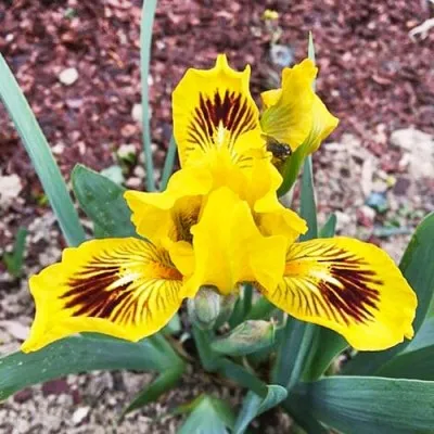 Ірис Pumila Eye Bright фото