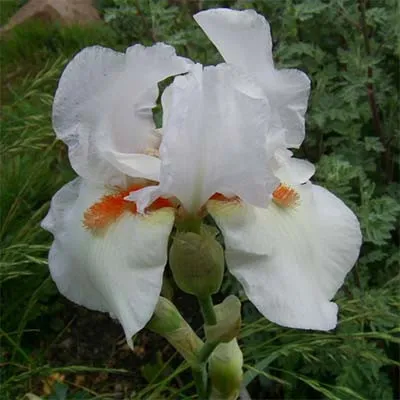 Ірис Frost and Flame фото