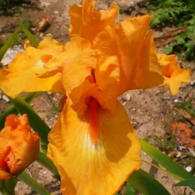 Ірис Glazed Orange фото
