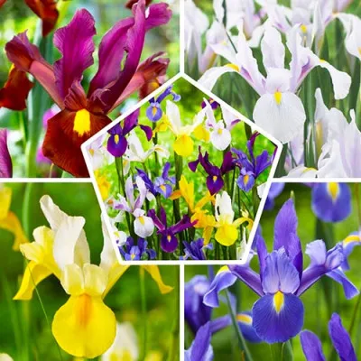 Ірис Hollandica Mix 9/10 фото