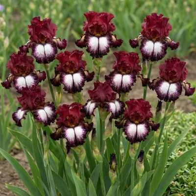 Ірис Huckleberry Sundae фото