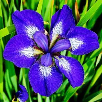 Ірис Sibirica I See Stars фото