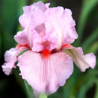 Ірис Intermedia Clearly Pink фото
