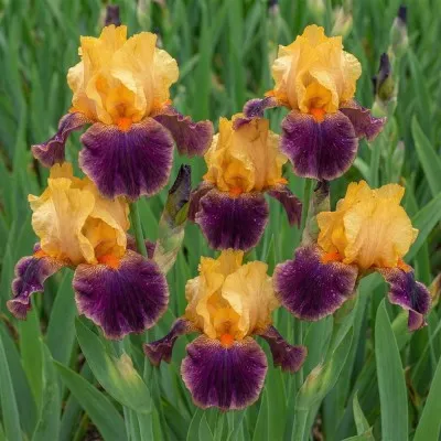 Ірис Intermedia Sicilian Orange фото