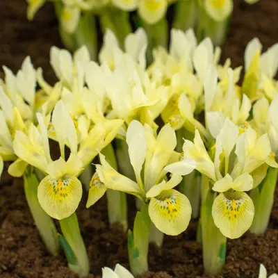 Ірис Reticulata Katharine's Gold фото