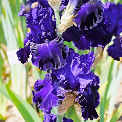 Ірис Lachlan Macquarie фото