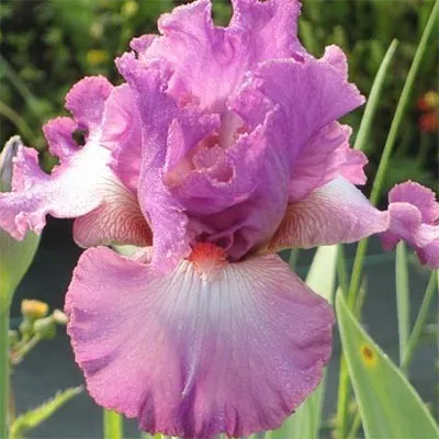Ірис Mallow Dramatic фото