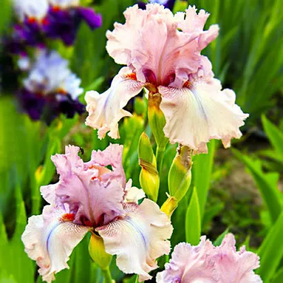Ірис Mallow Magic фото