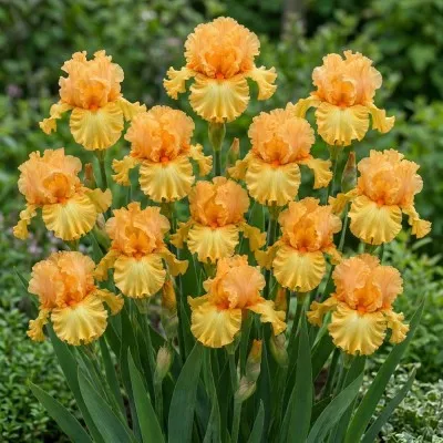 Ірис Orange Temptation фото