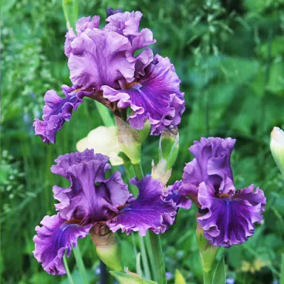 Ірис Painted Flutes фото