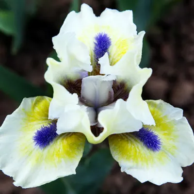 Ірис Pumila A Little Good News фото