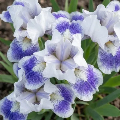 Ірис Pumila Big Blue Eyes фото