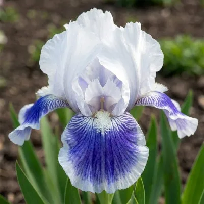 Ірис Pumila Big Blue Eyes фото