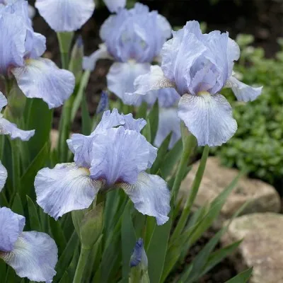 Ірис Pumila Blue Bauble фото