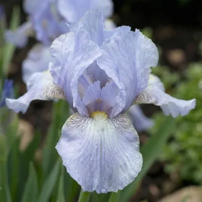 Ірис Pumila Blue Bauble фото