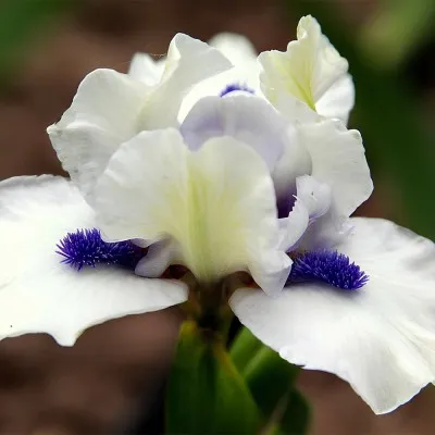 Ірис Pumila Bluebeard's Ghost фото