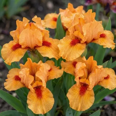 Ірис Pumila Carrot Flash фото