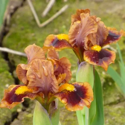 Ірис Pumila Gingerbread Trim фото