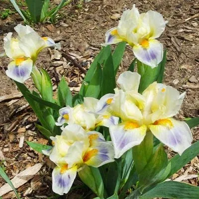 Ірис Pumila Spring Into Summer фото