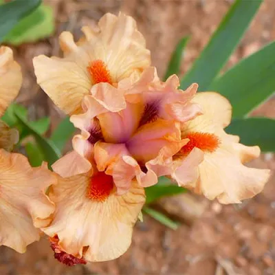 Ірис Pumila Joyful Love фото