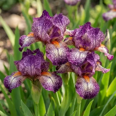 Ірис Pumila Peppito фото