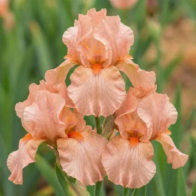Ірис Pumila Sweet Pink фото