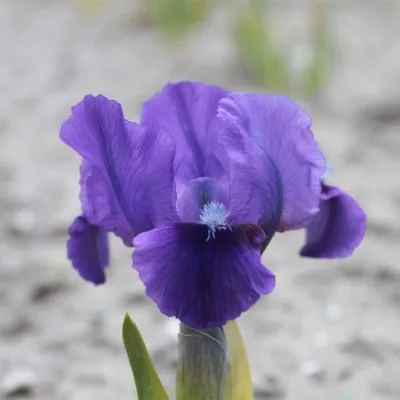 Ірис Pumila True фото