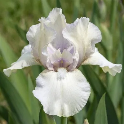 Ірис Pumila White Bow Tie фото
