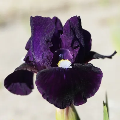 Ірис Pumila Wish Upon a Star фото