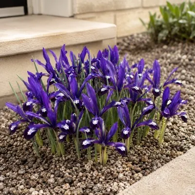 Ірис reticulata Blue Note фото
