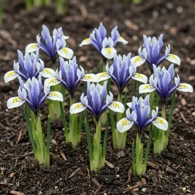 Ірис reticulata Eye Catcher фото