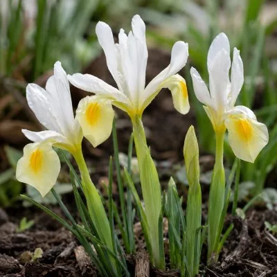 Ірис reticulata Frozen Planet фото