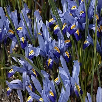 Ірис reticulata Gordon фото