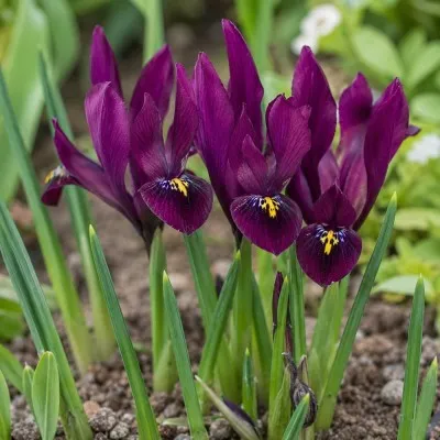Ірис reticulata J.S. Dijt фото