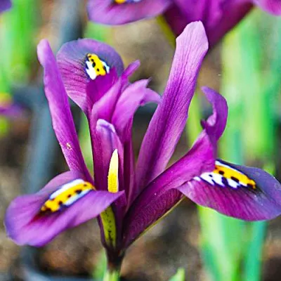 Ірис reticulata J.S. Dijt фото