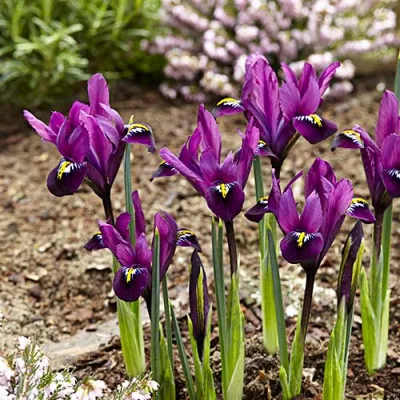 Ірис reticulata Purple Hill фото