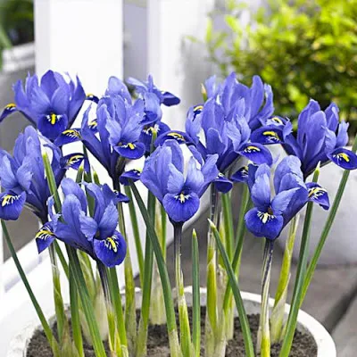 Ірис reticulata Rhapsody фото