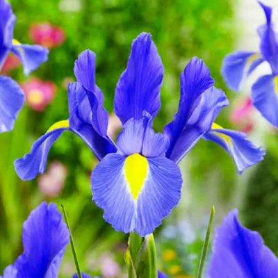 Ірис Hollandica Sapphire Beauty фото