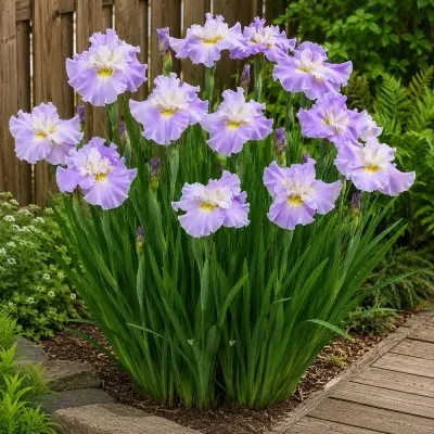 Ірис Siberica Dawn Waltz фото