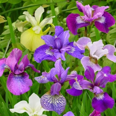 Ірис Sibirica Mix фото