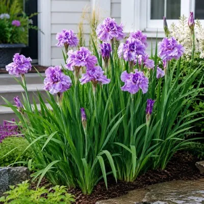 Ірис Sibirica Pink Parfait фото